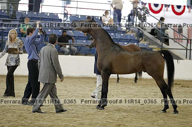 Proof Number 11r14_0365