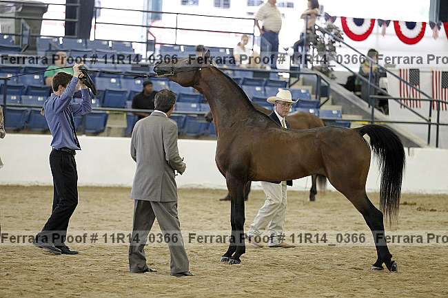 Proof Number 11r14_0366