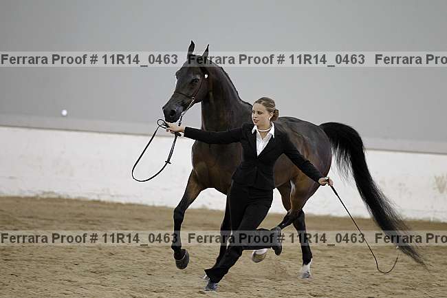 Proof Number 11r14_0463