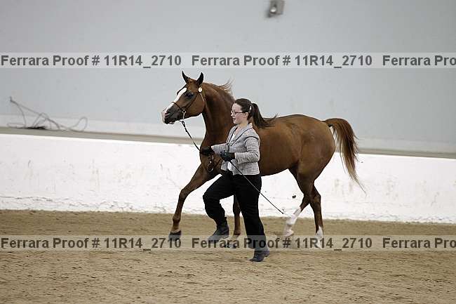 Proof Number 11r14_2710