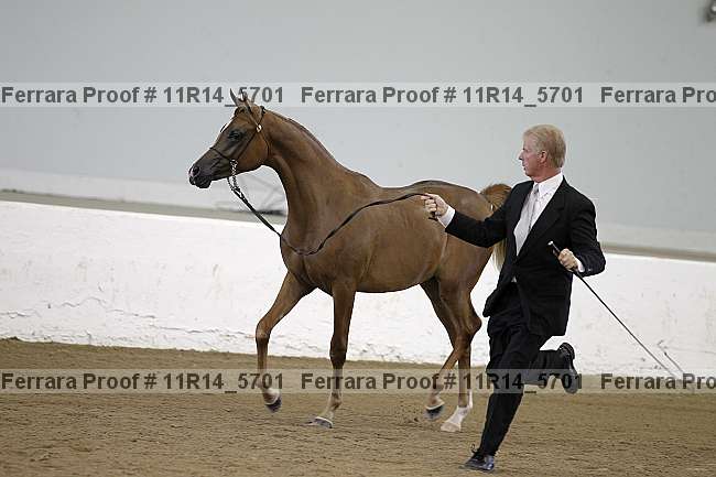Proof Number 11r14_5701