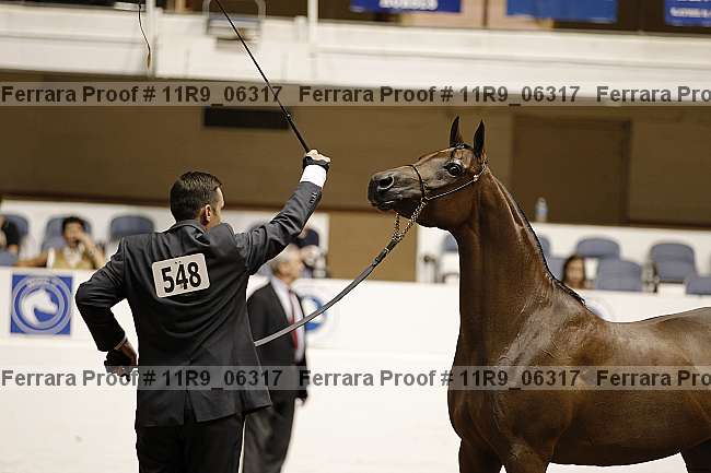 Proof Number 11r9_06317