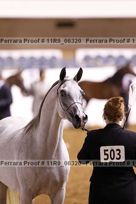 Proof Number 11r9_06320