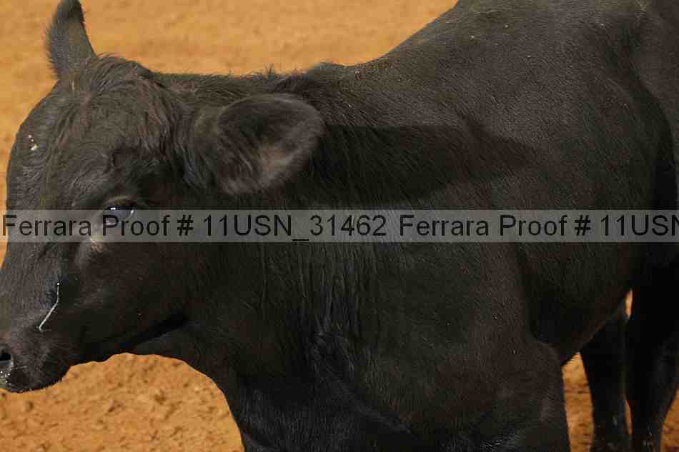 Proof Number 11usn_31462
