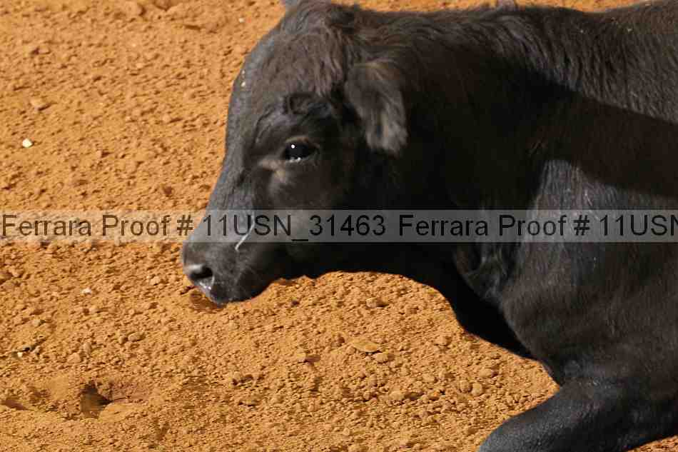 Proof Number 11usn_31463