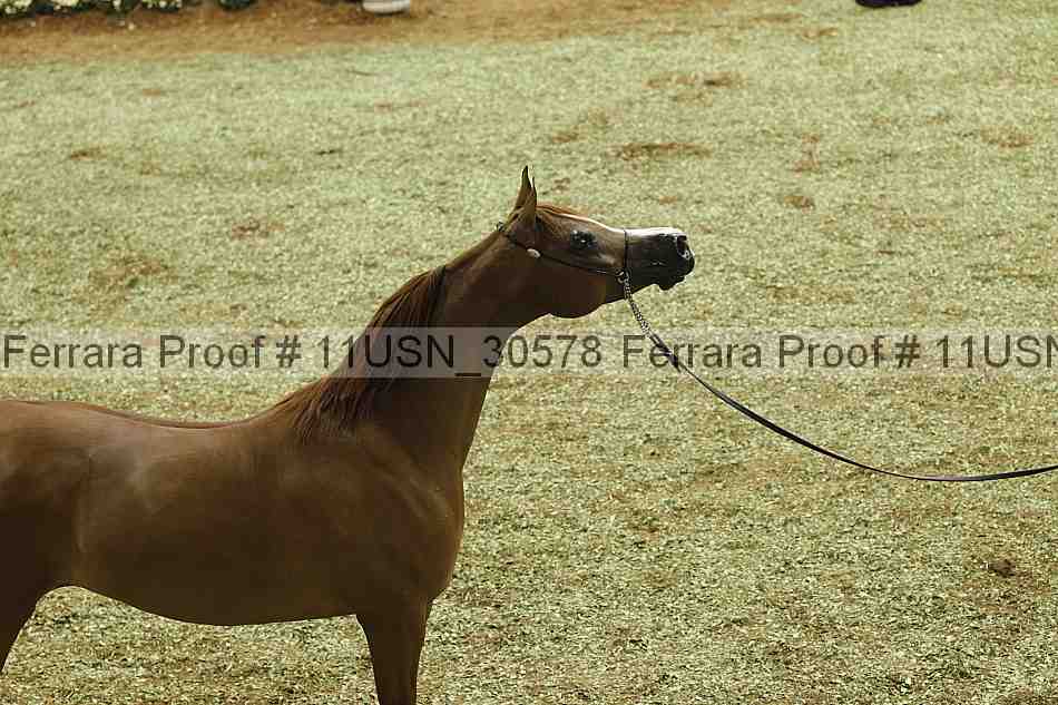 Proof Number 11usn_30578