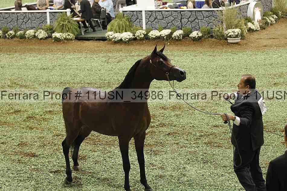 Proof Number 11usn_34986