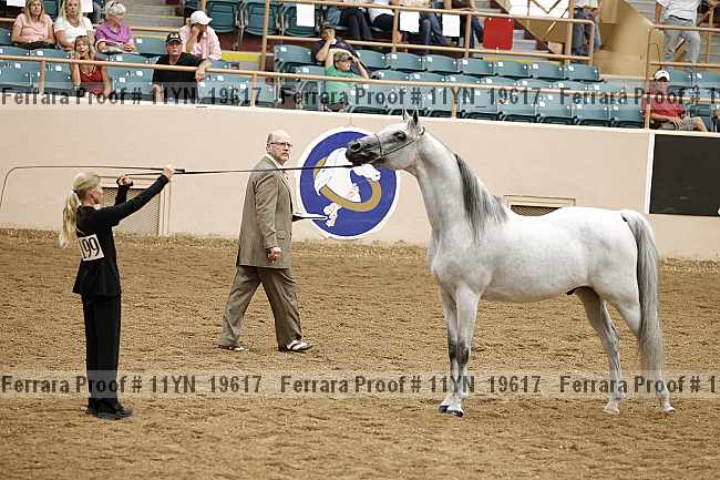Proof Number 11yn_19617