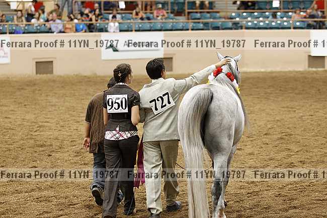 Proof Number 11yn_19787