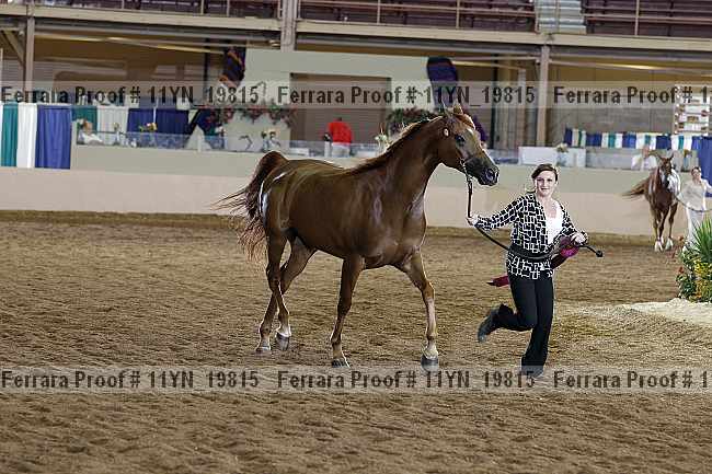 Proof Number 11yn_19815