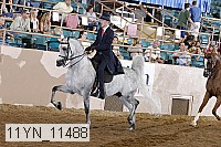 11yn_11488 thumbnail
