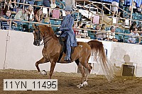 11yn_11495 thumbnail