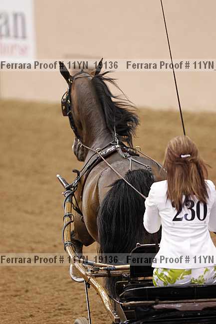 Proof Number 11yn_19136