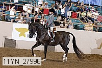 11yn_27996 thumbnail
