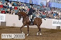 11yn_28000 thumbnail