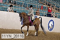 11yn_28116 thumbnail