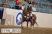 11yn_28122 thumbnail