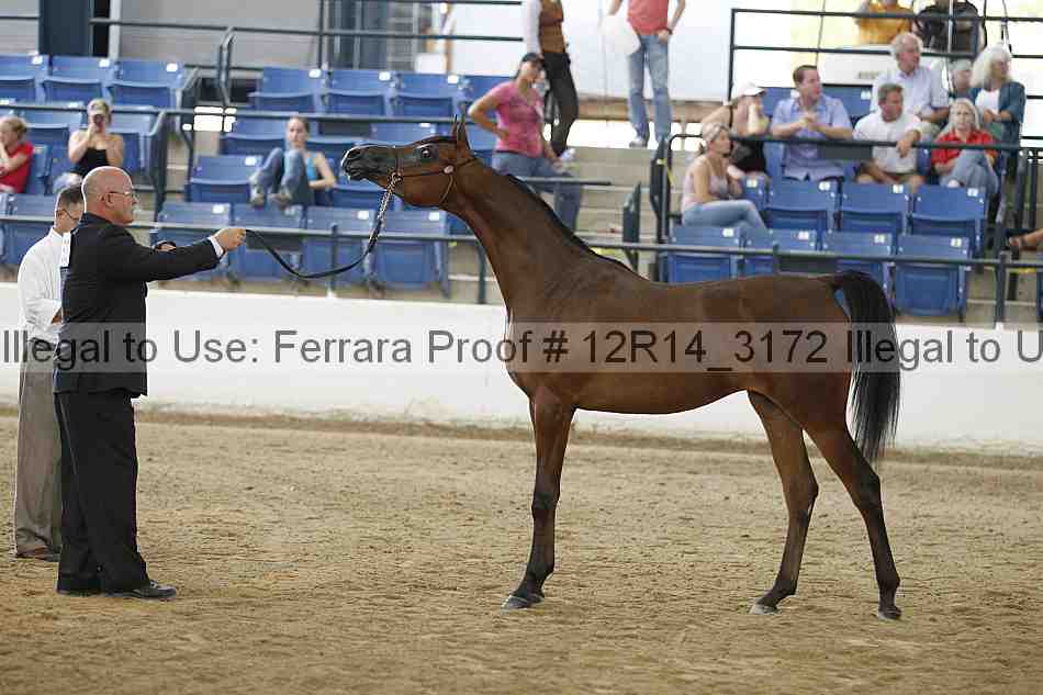Proof Number 12r14_3172