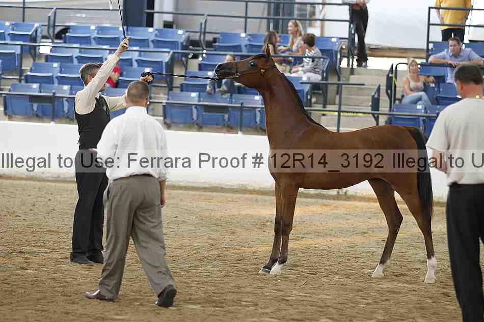 Proof Number 12r14_3192
