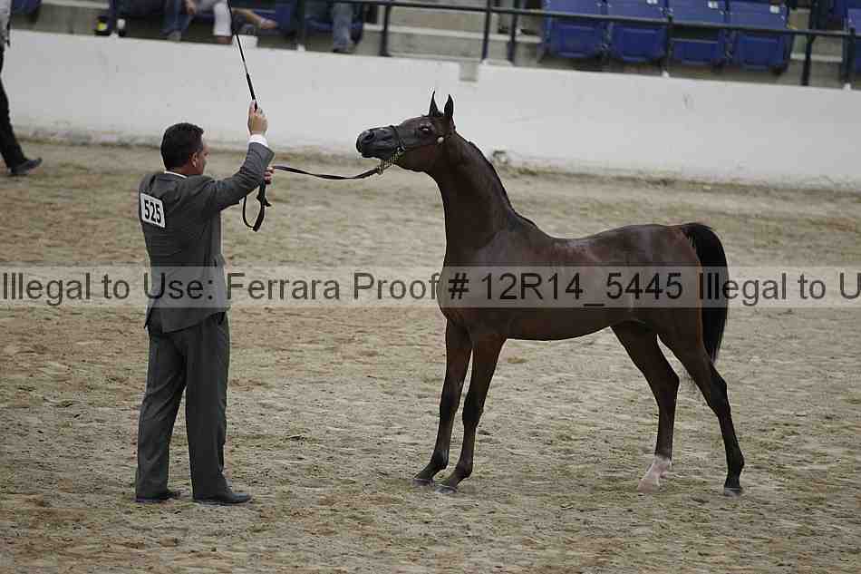Proof Number 12r14_5445
