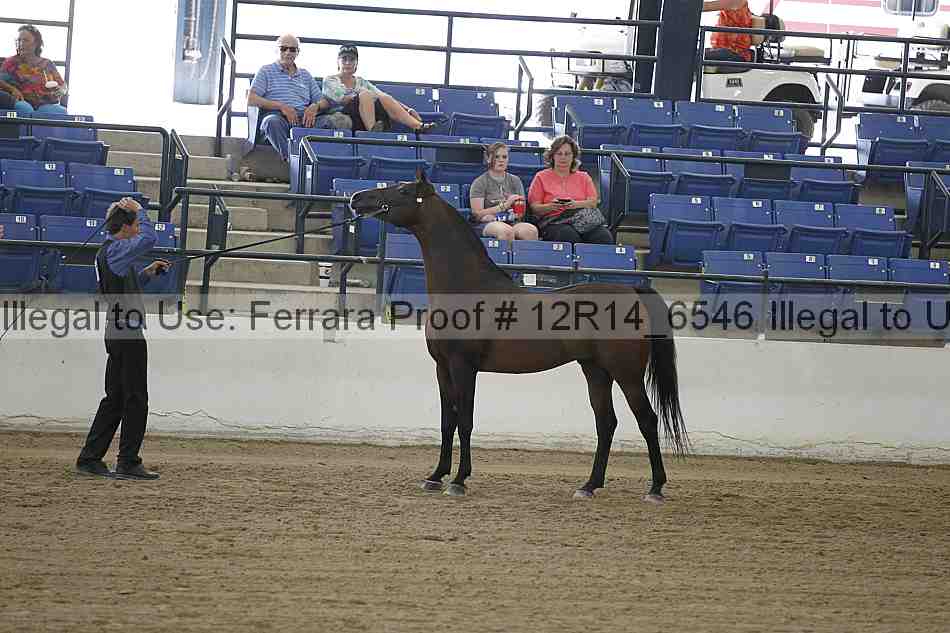 Proof Number 12r14_6546
