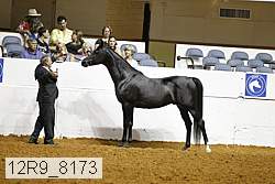 12r9_8173 thumbnail