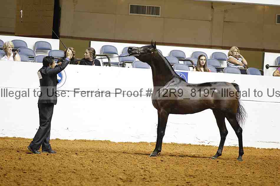 Proof Number 12r9_8197