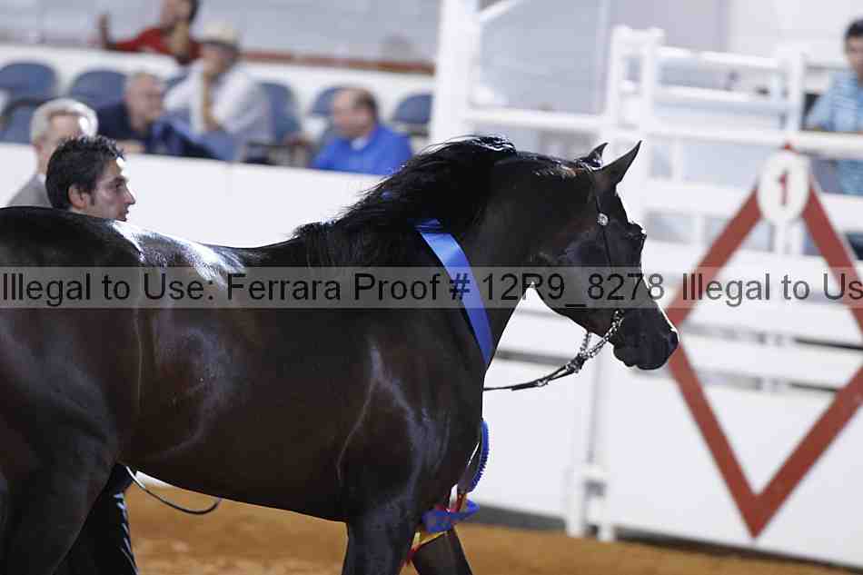 Proof Number 12r9_8278