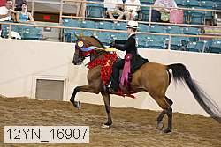 12yn_16907 thumbnail