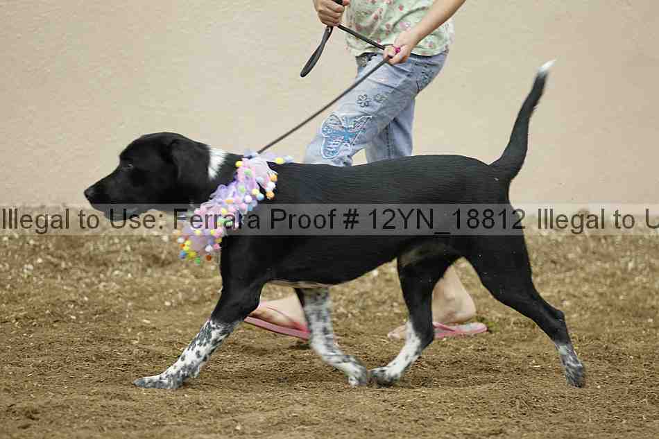 Proof Number 12yn_18812