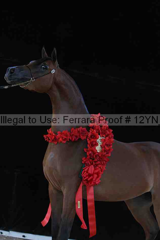 Proof Number 12yn_21096