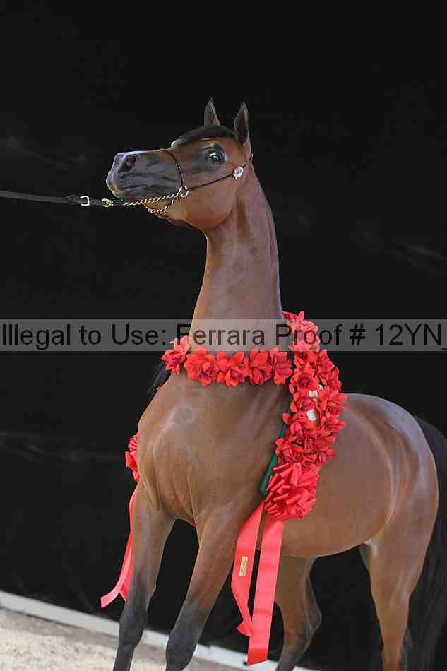 Proof Number 12yn_21109