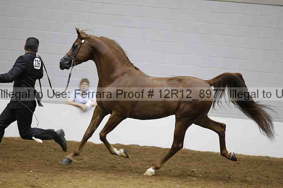 Proof Number 12r12_8977
