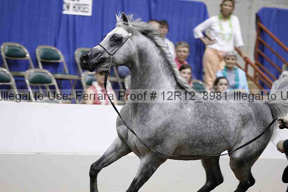 Proof Number 12r12_8981