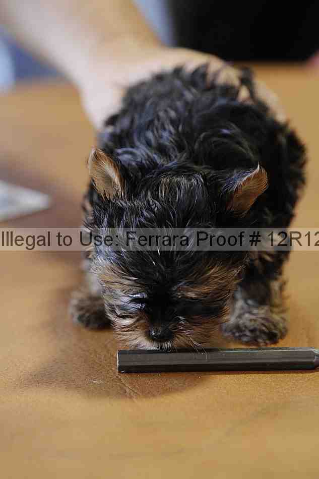 Proof Number 12r12_5503