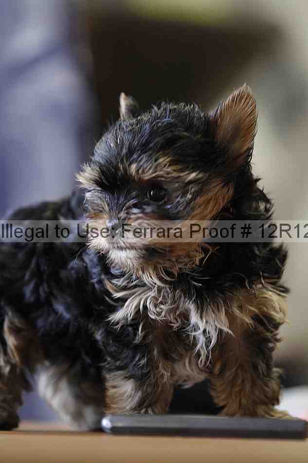 Proof Number 12r12_5504