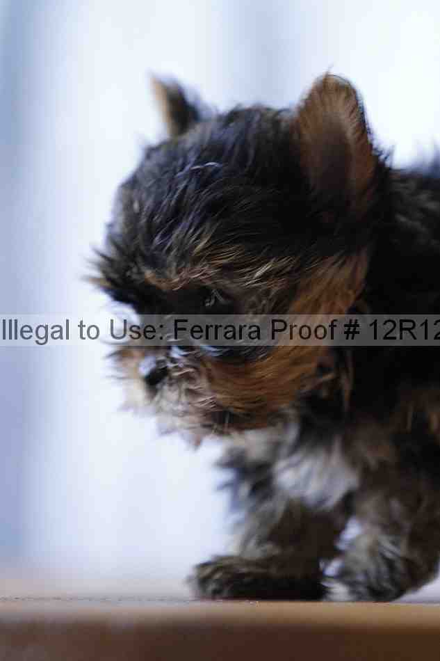 Proof Number 12r12_5505