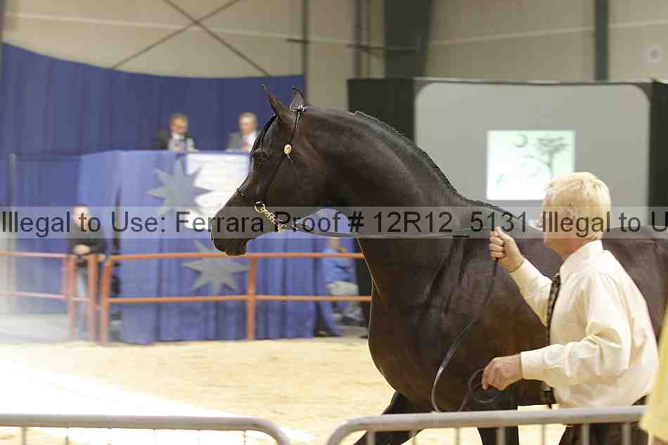 Proof Number 12r12_5131