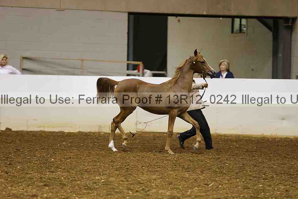 Proof Number 13r12_0242