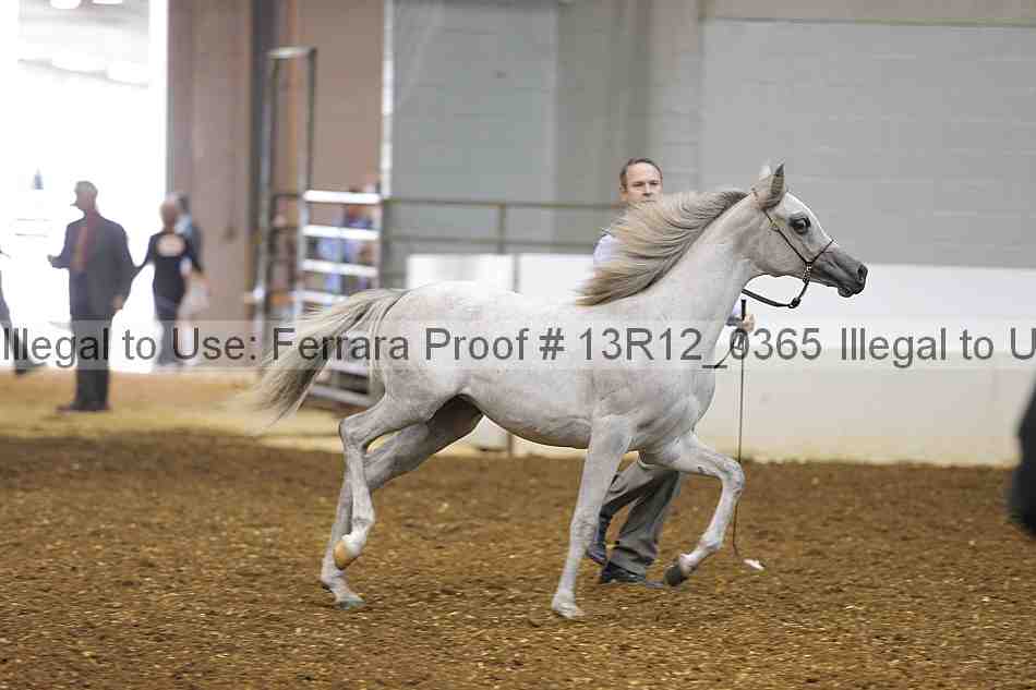 Proof Number 13r12_0365