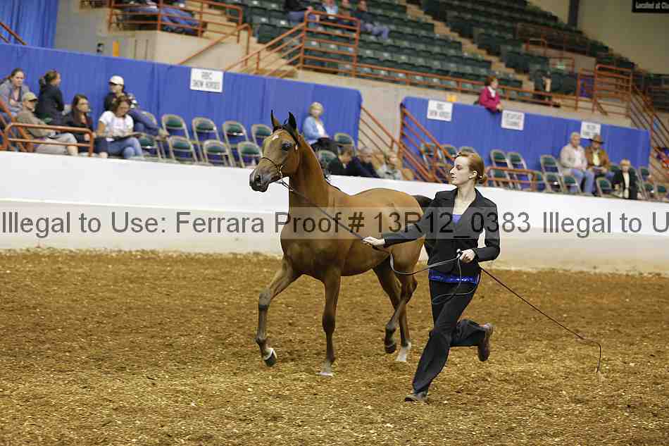 Proof Number 13r12_0383