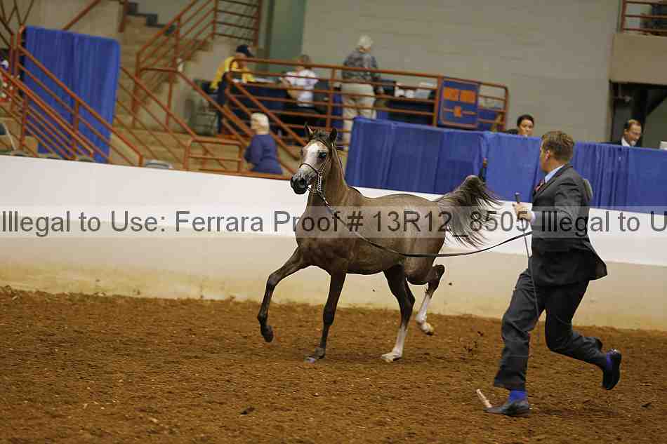 Proof Number 13r12_8505