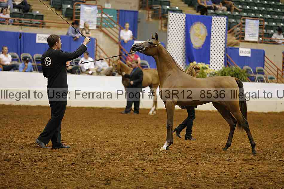 Proof Number 13r12_8536
