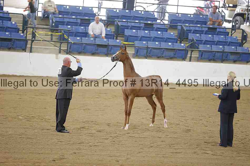 Proof Number 13r14_4495