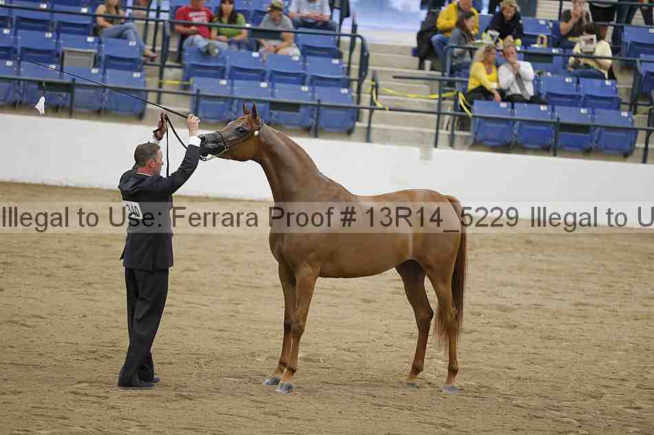 Proof Number 13r14_5229