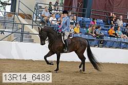 13r14_6488 thumbnail