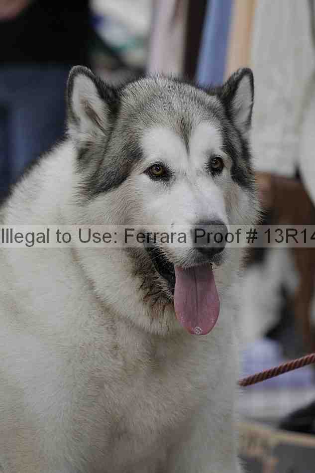 Proof Number 13r14_5197
