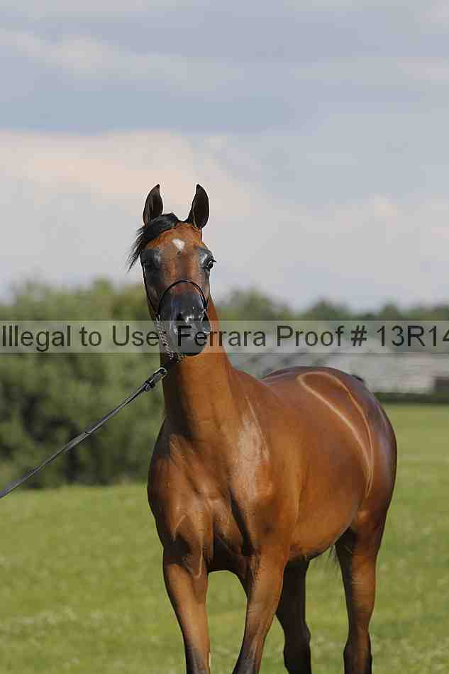 Proof Number 13r14_6955