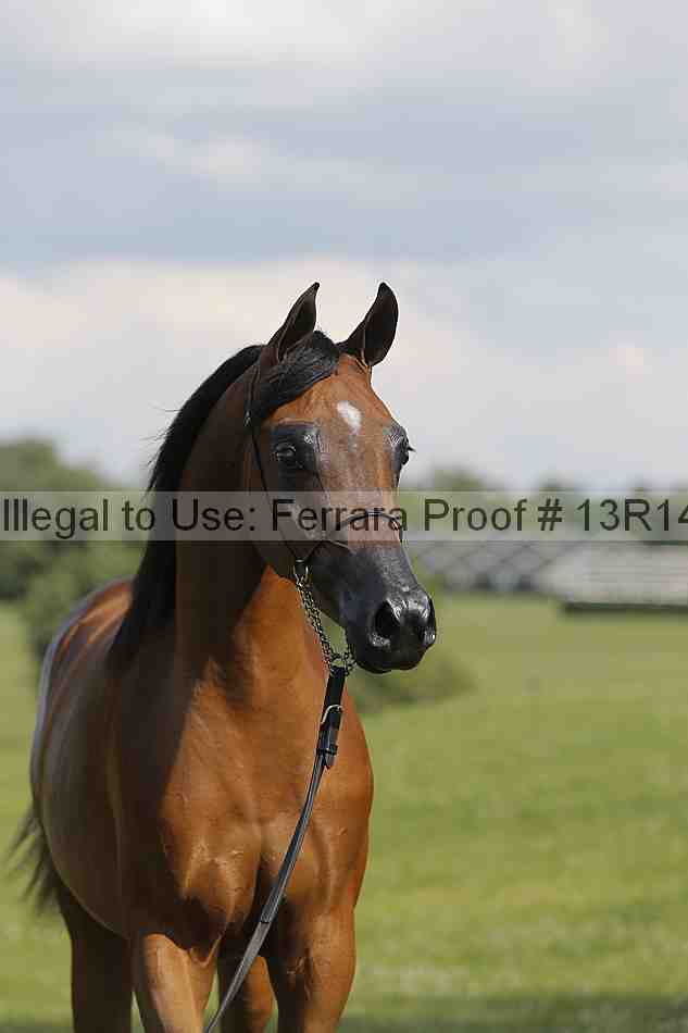 Proof Number 13r14_6957
