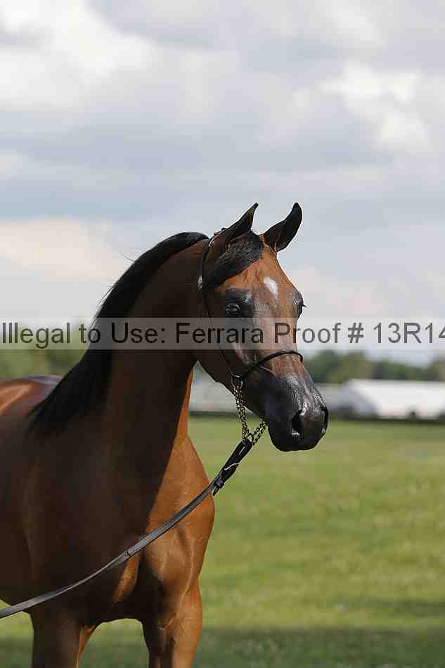 Proof Number 13r14_6962